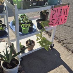 Plant Sale (saturday And Sunday 8-5 Pm) )Prices Starting $ 2 -$15