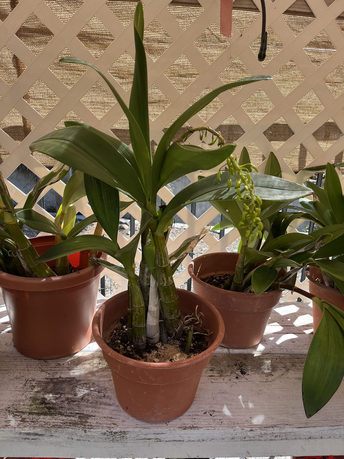 Australian Orchids Price Is For 1 Plant
