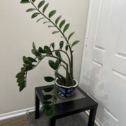 Large ZZ Plant in Ceramic Pot – Easy Care, Healthy, Glossy Leaves