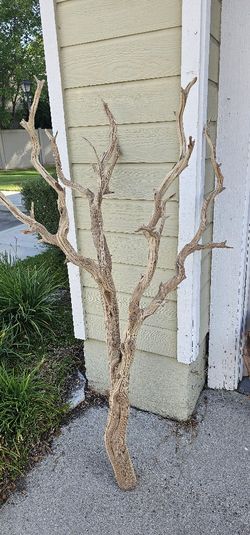 Ghostwood/ Driftwood