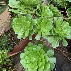 Beautiful Succulent 