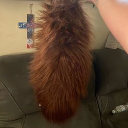 Huge fluffy furry tail about 2 feet long