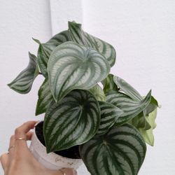 Pepperomia Watermelon Plant 4" Pot - Indoor House Plants 