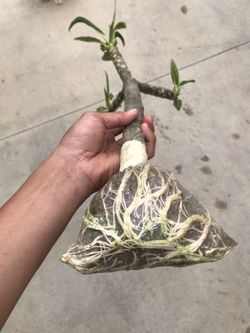 Plumeria Cutting (white Flower With Yellow Center)