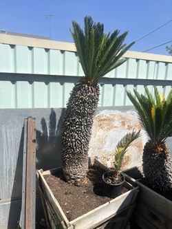 Sago Palm