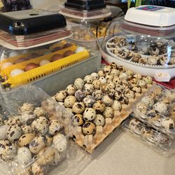 Quail Eggs 