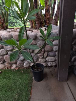 Plumeria