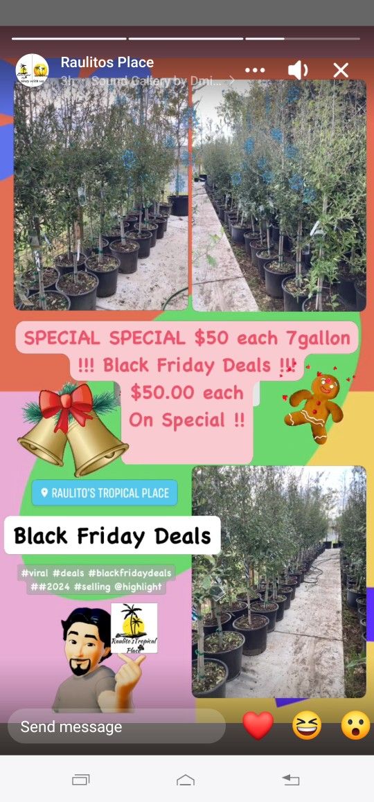 Arboles De Encinos Especial Asta El Domingo 7gallones 7pies De Alto ..$50