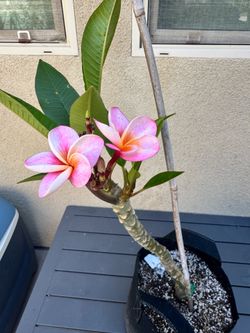 Plumeria Jungle Jacks “Divine”