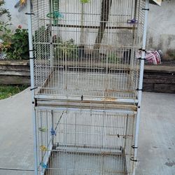 Bird Cage 