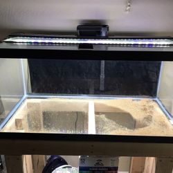 40 Gallon Tank & More