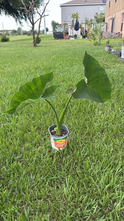 Elephant ear plant
