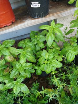 Albahaca