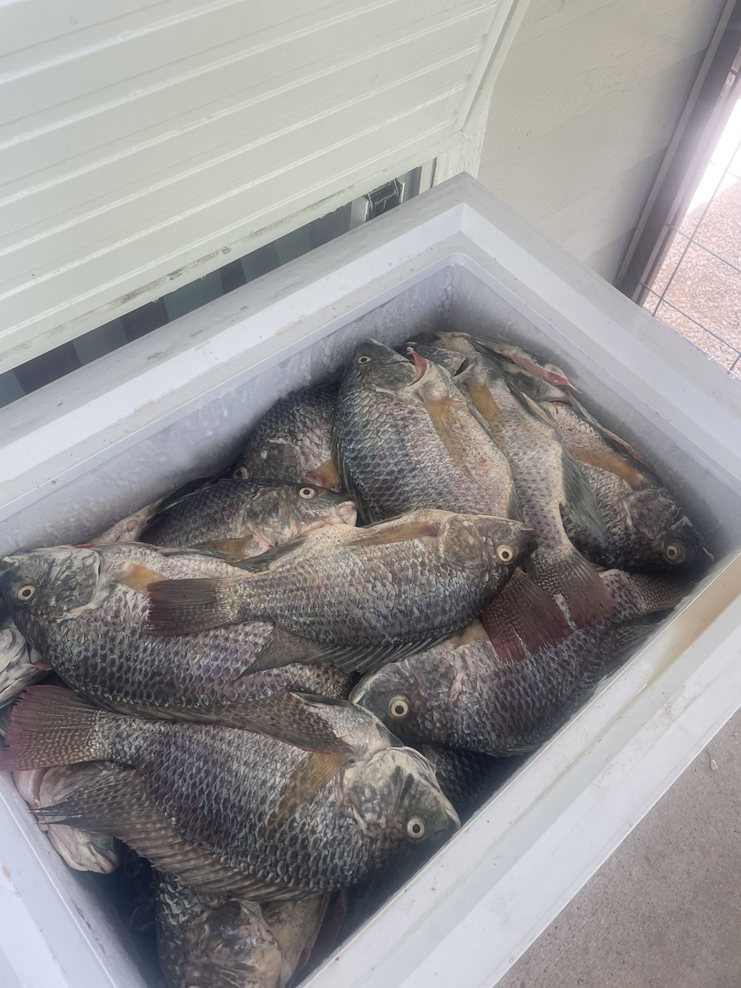 Mojarras/tilapia