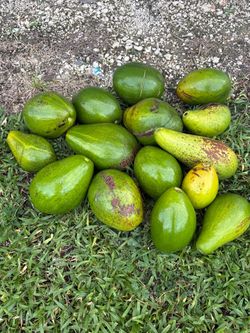 Avocados