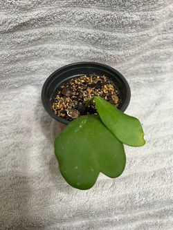 Hoya Kerrii Live Plant