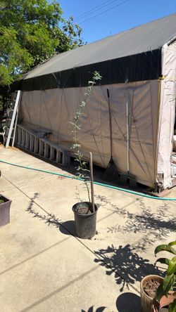 Arbol de mesquite