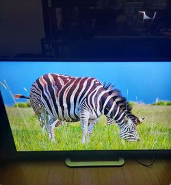 Vizio M501d-A2R Television