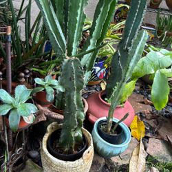 Cactus Plants 