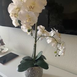 Fake plan decor