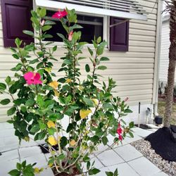 6 Ft. HIBISCUS BUSH/ LOTS OF FLOWERS BLOOMING CONSTANT/ VERY HEALTHY/  I took It Out Of The Ground + Put It In A Bucket With New Miracle Grow Dirt 