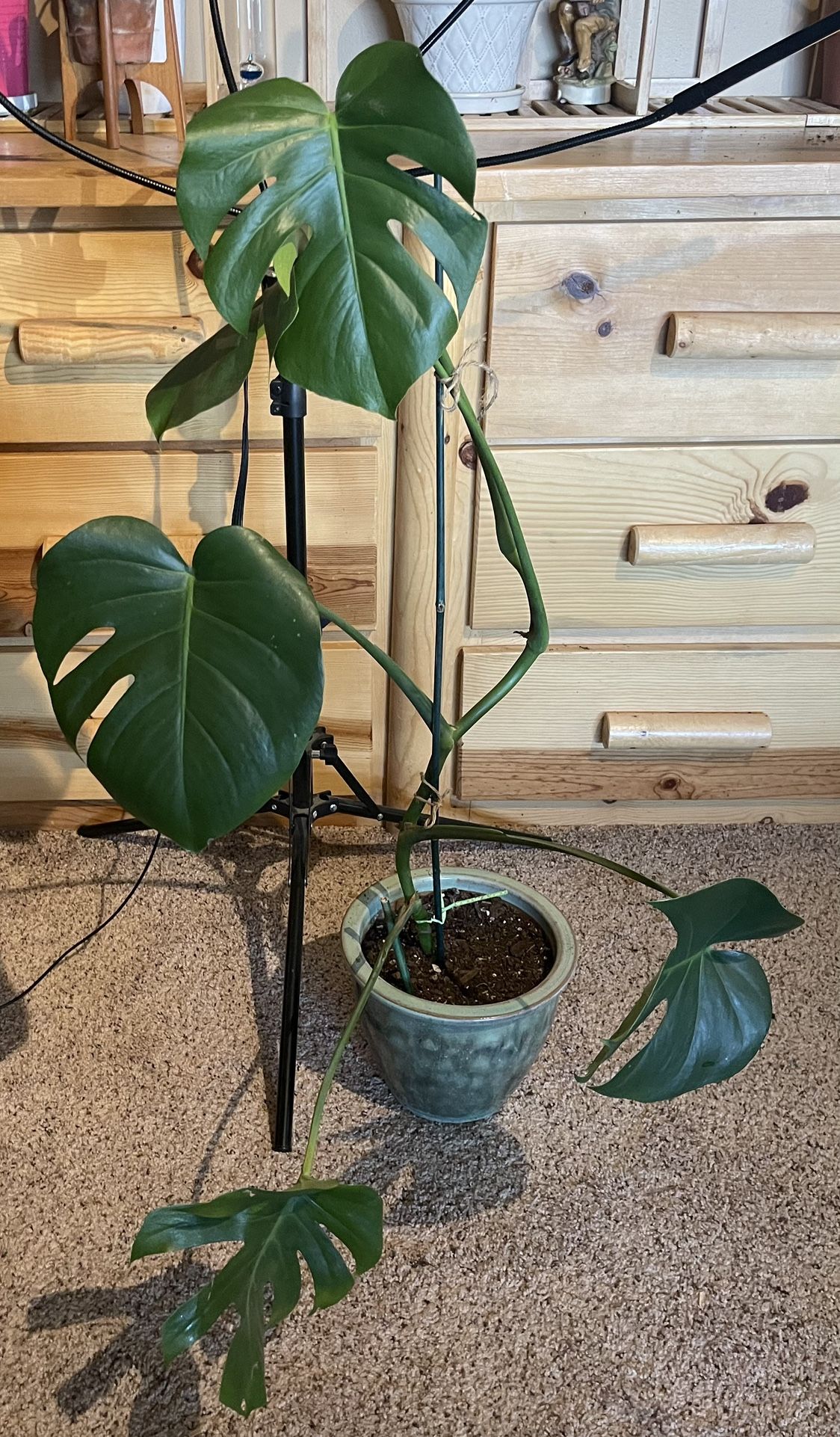 Monstera plant In Ceramic Pot
