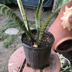 Snake Plant Live