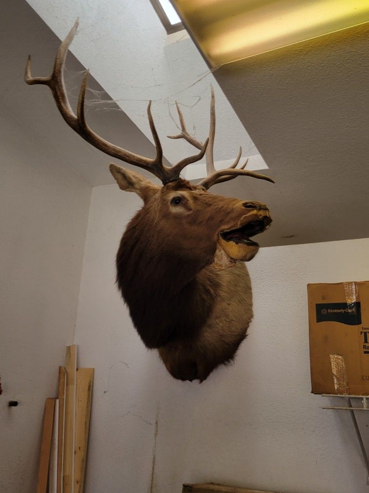 Mounted Elk Head