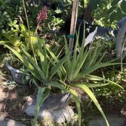 Aloe Vera Green Plant