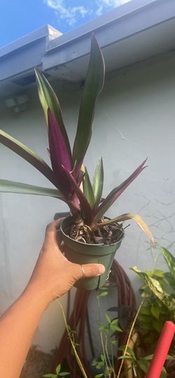 Maguey morado Oyster plant available