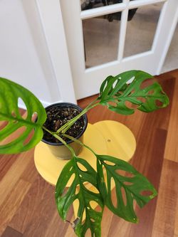 Swiss Cheese plant, indoor