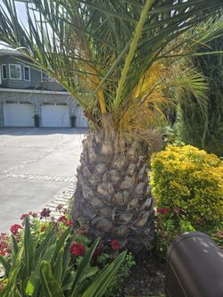 Canary Pineapple Palm Tree Sago Pygmy XL Gorgeous