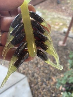 Fishing shad (Eggplant)