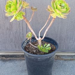 Large Aeonium Indoor / Outdoor Live Plant In 5 Gallon Pot 