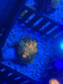 Power Ball Bounce Mushroom Decoration Coral