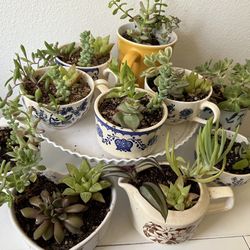 Succulent Arrangements 