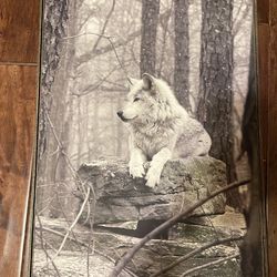 Wolf picture