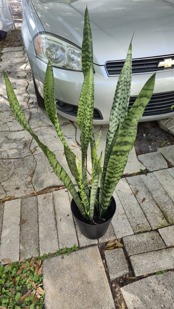 Large 3' Tall Snake Plant