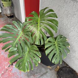 2 mature monsera deliciousa 