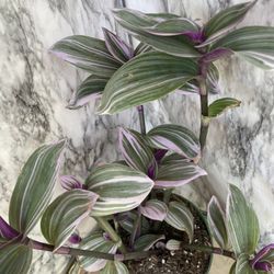HERMOSAS PLANTAS NATURALES “TRADESCANTIA NANOUK PLANT 