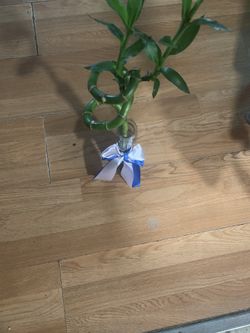 Bamboo Plant With Vase
