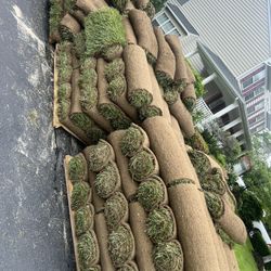 fresh sod cut morning 