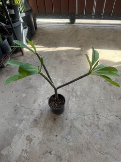 Plumeria white