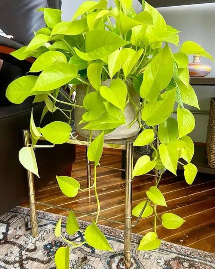 Lush Neon Pothos Plant/ Money Plant/ House Plant/ Indoor Plant Flower Patio Garden  Lemon Lime