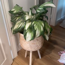 Fake Plant Like New