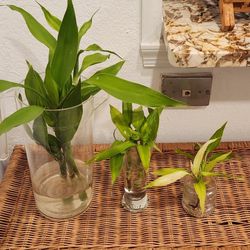 Lucky Bamboo Plants.  $25 For All