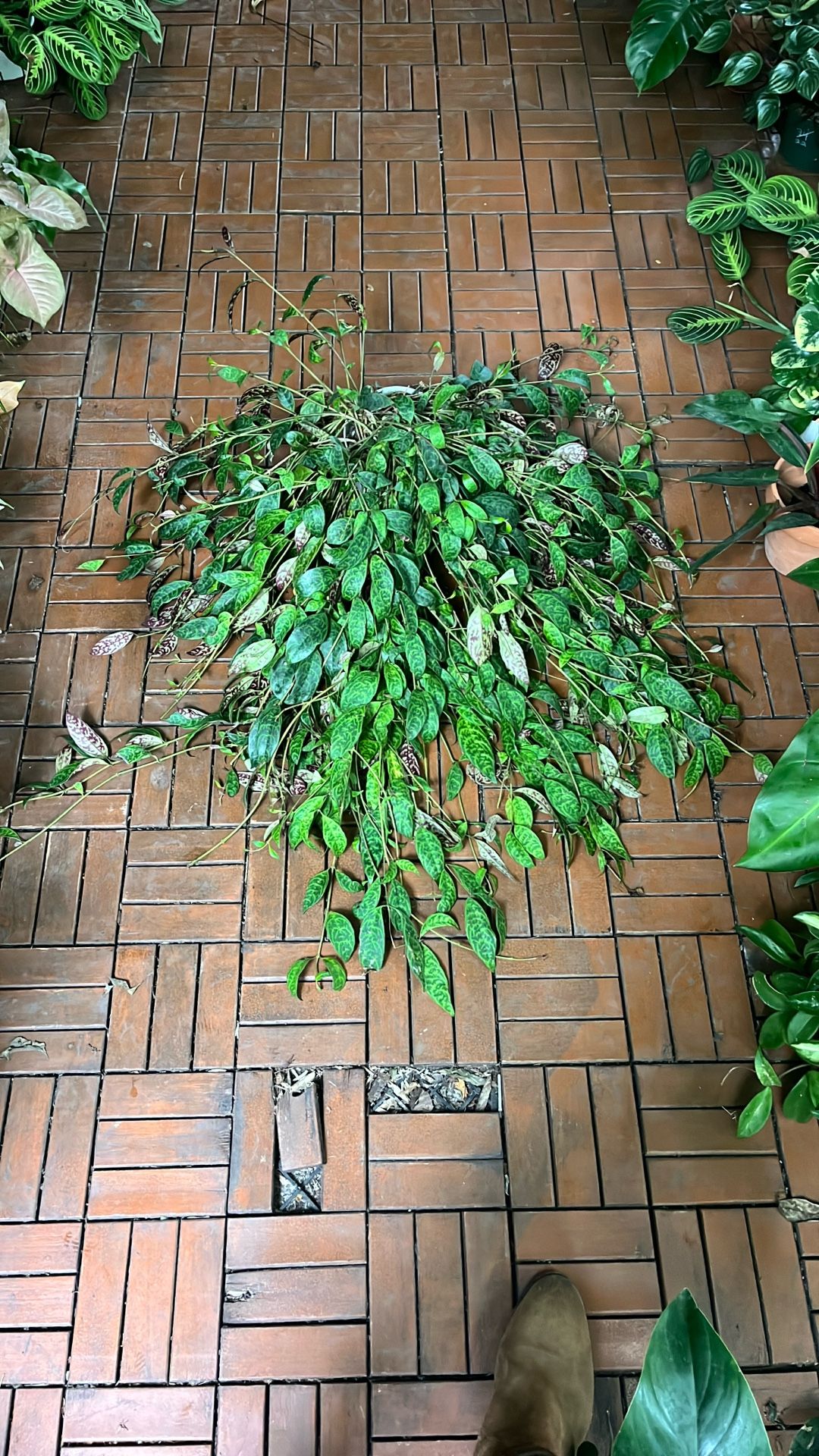 Giant Black Pagoda Lipstick Trailing Plant