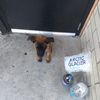 Luis
