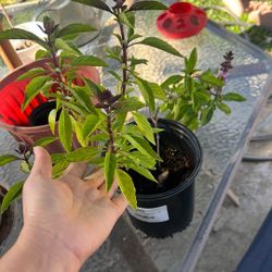 Purple Basil Plant 