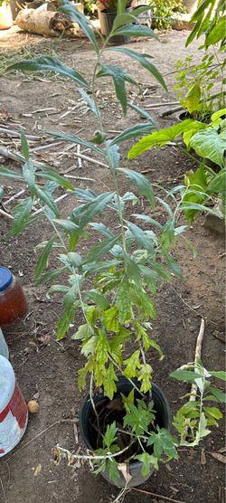 Planta de estafiate